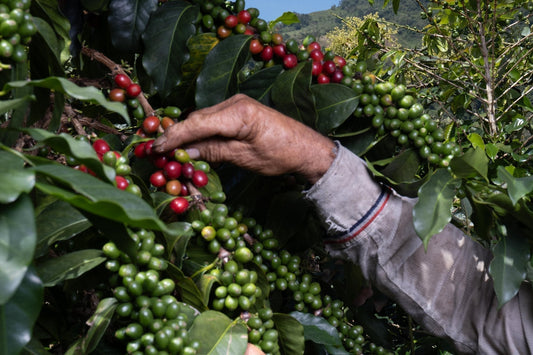 Geisha coffee