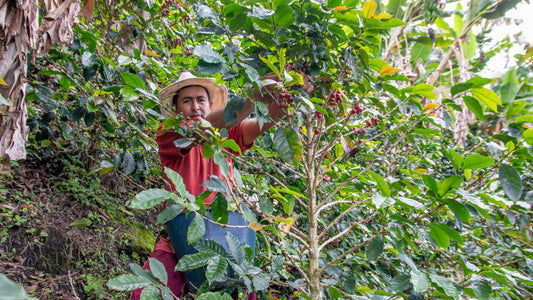 100% Colombiaanse Arabica Koffie – Co-gefermenteerd met Passievrucht