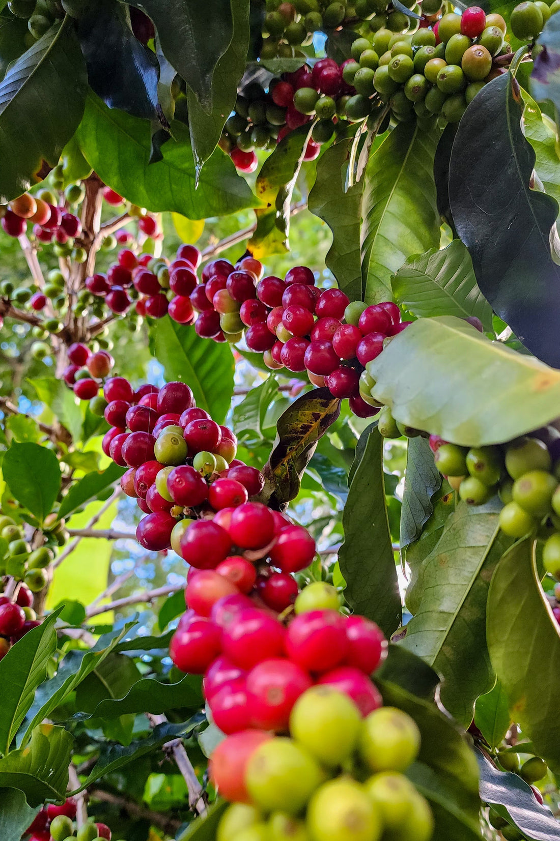 What Is Tolima Coffee? Colombia's Hidden Coffee Region