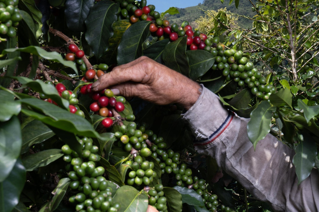 Geisha coffee 