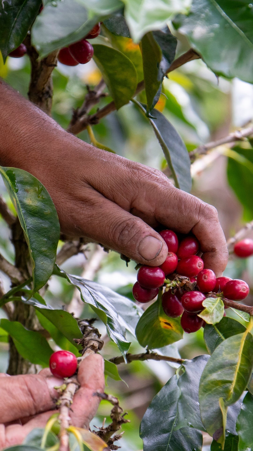 The Red Mountain Coffee_03