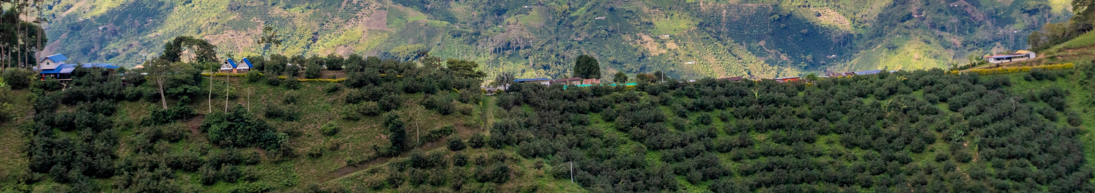 The Red Mountain Coffee